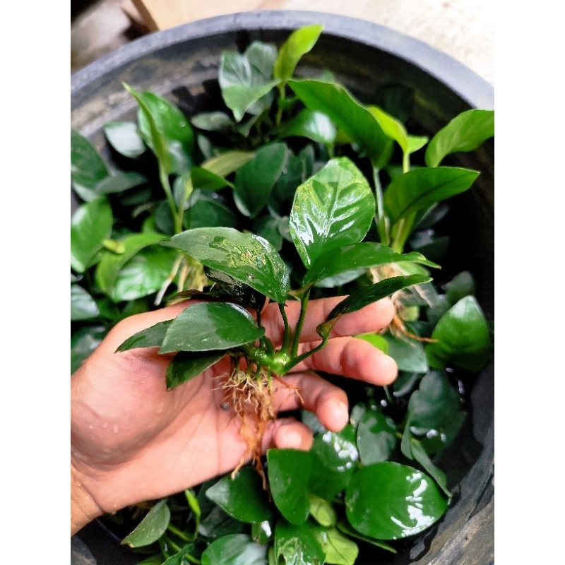 Anubias nana size L Tanaman aquascape