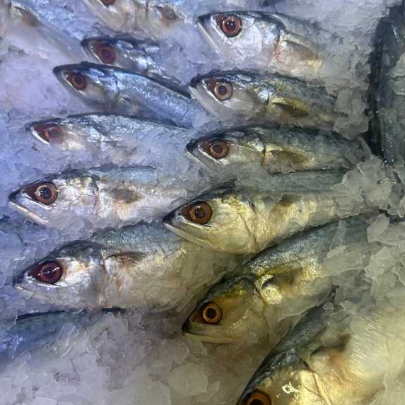 

Ikan Kembung Banjar Segar 1Kg isi 6-8ekor