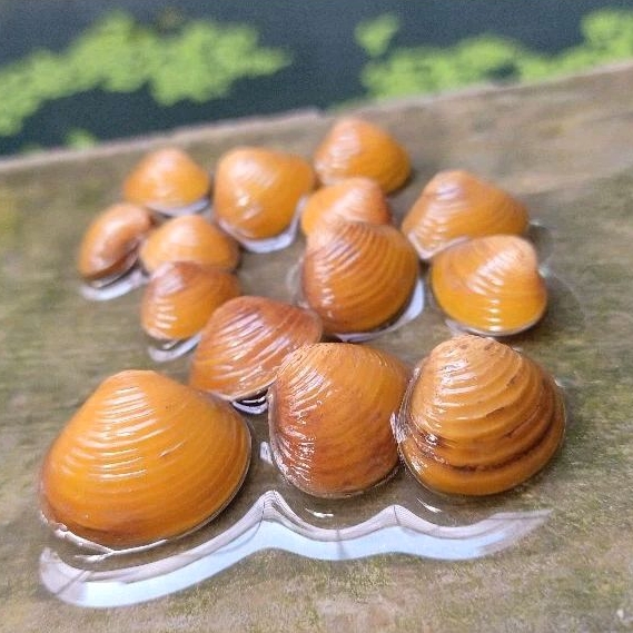 isi 20 biji induk / kerang kuning REMIS / filter akuarium hidup