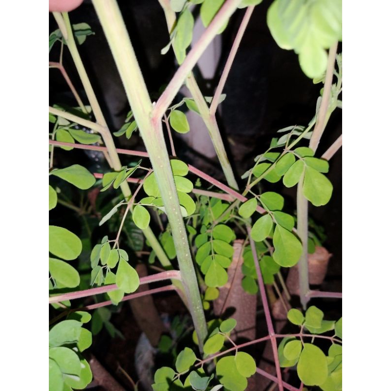 Bibit kelor merah batang jumbo