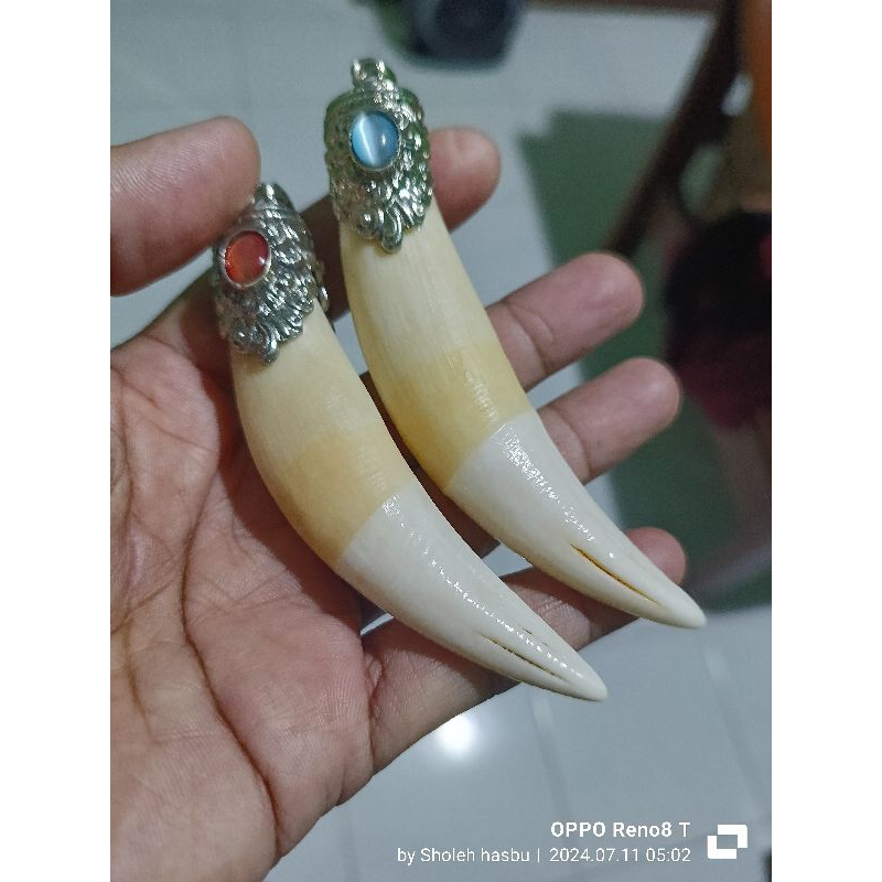 taring harimau replika