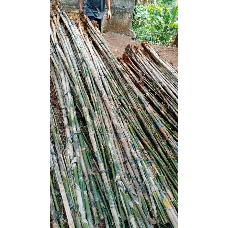 Tanaman bambu jepang