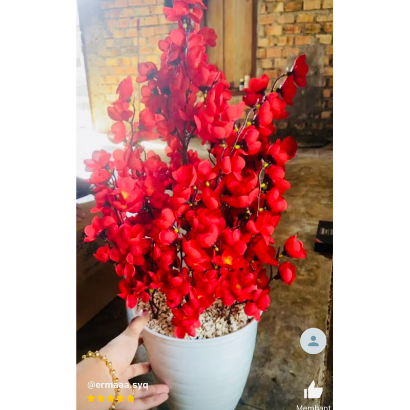 Bunga sakura pot tawon putih jumbo