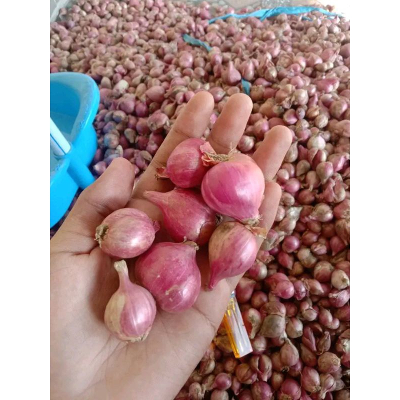 

bawang merah lokal super