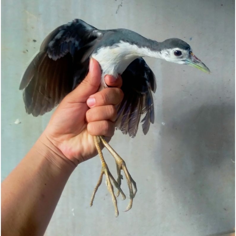 Ruak ruak, Burung aviary, Burung hias, kreo, bango
