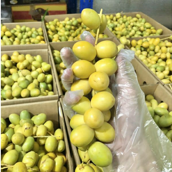 

Kurma Muda Kuning Segar Free Zuriat