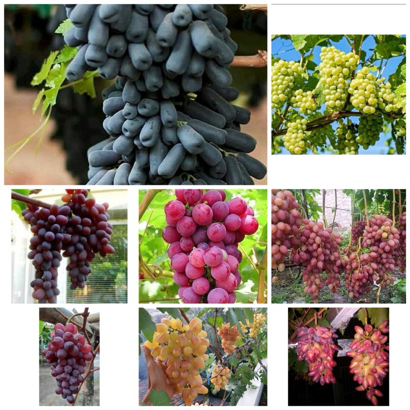 TANAMAN ANGGUR IMPORT STEK BATANG - POHON ANGGUR IMPORT - BIBIT ANGGUR TERBAIK