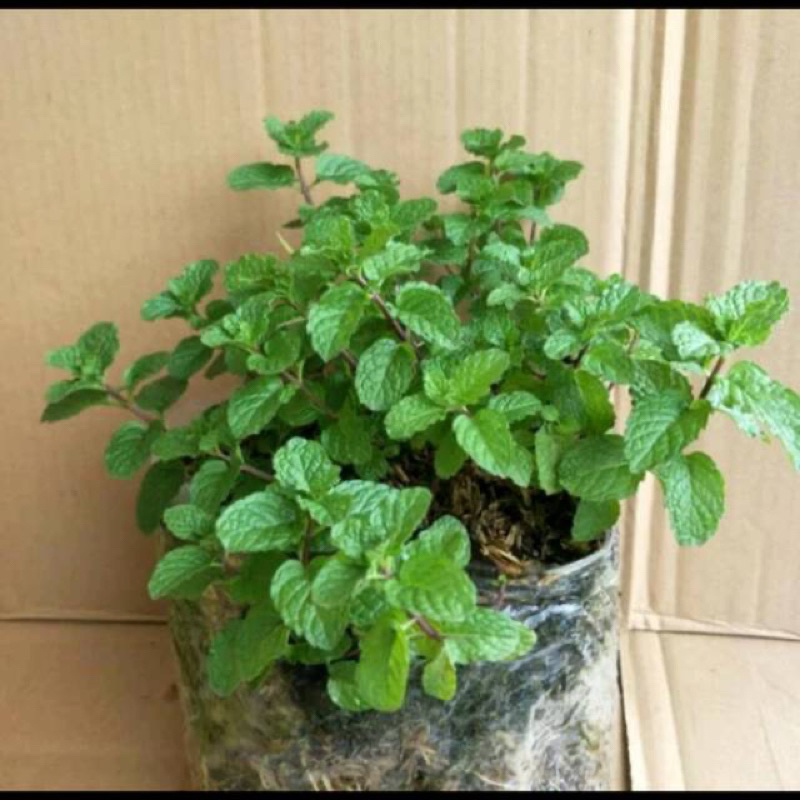 

Daun mint / papermint