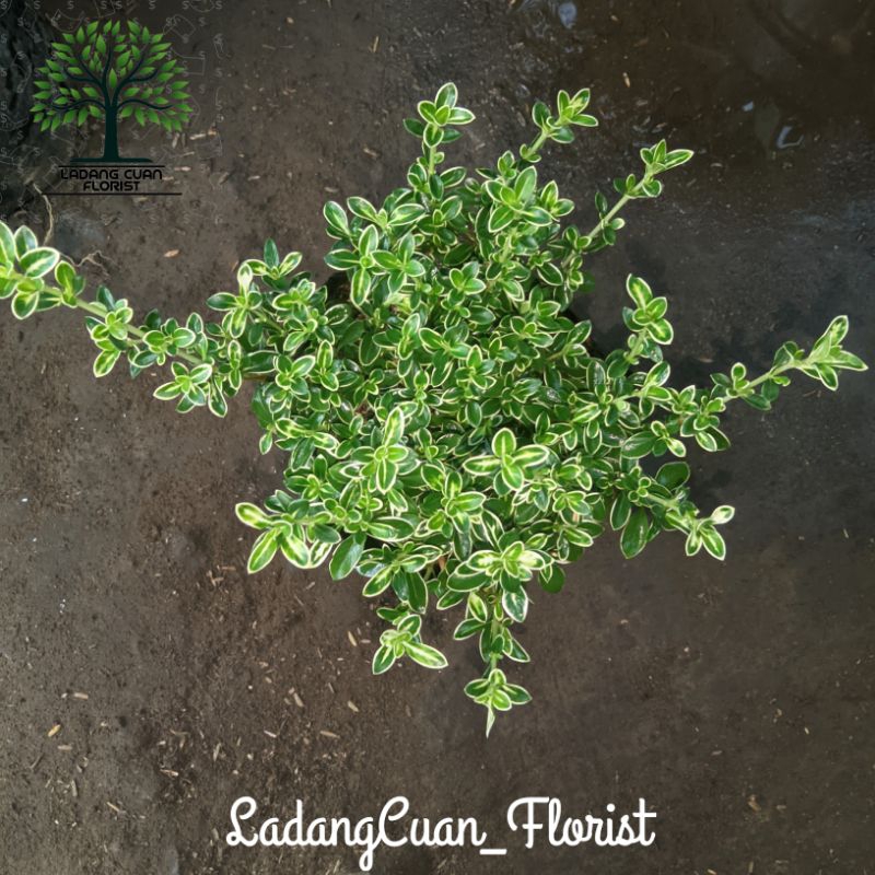 Tanaman Hias Bonsai Mirten Spekk Rimbun Asli Gacorr