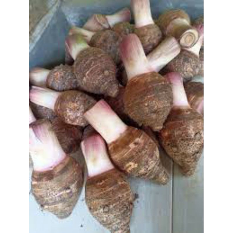 

umbi talas bogor pratama 3, 10 kilogram