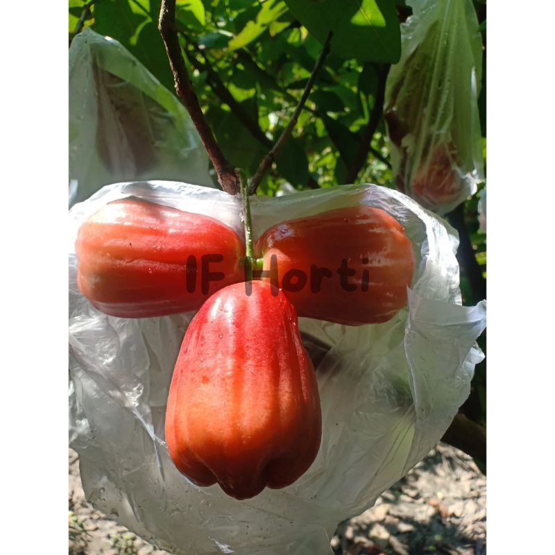 BIBIT JAMBU AIR CITRA JUMBO ORIGINAL HASIL CANGKOK CEPAT BERBUAH
