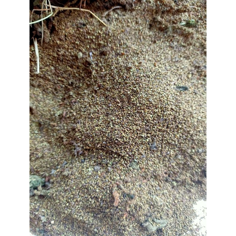 

BIJI DAUN PULUS DAUN JELATANG KERING 1KG herbal