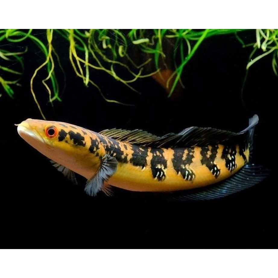 KODE X28T CHANNA MARU YS 1214 CM GRADE A FREE SURAT KARANTINA