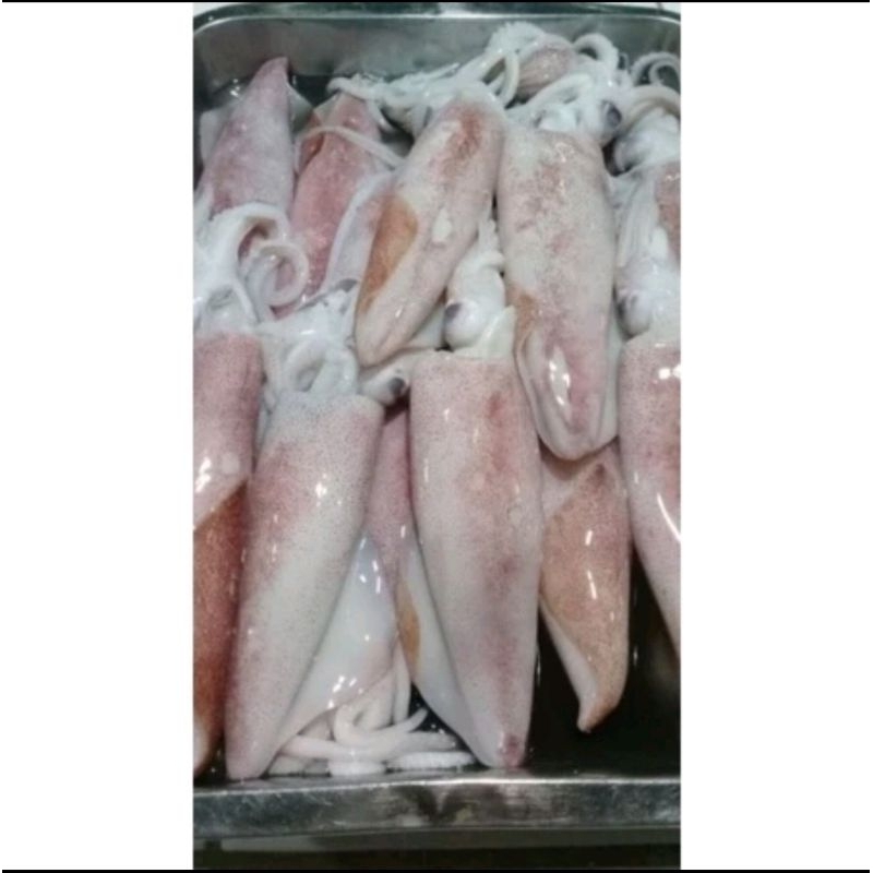 

Cumi Bangka Segar