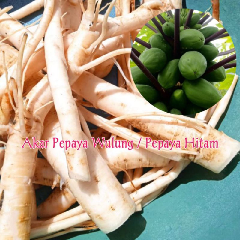 

Akar Pepaya Wulung / Pepaya Hitam Segar 500 Gram