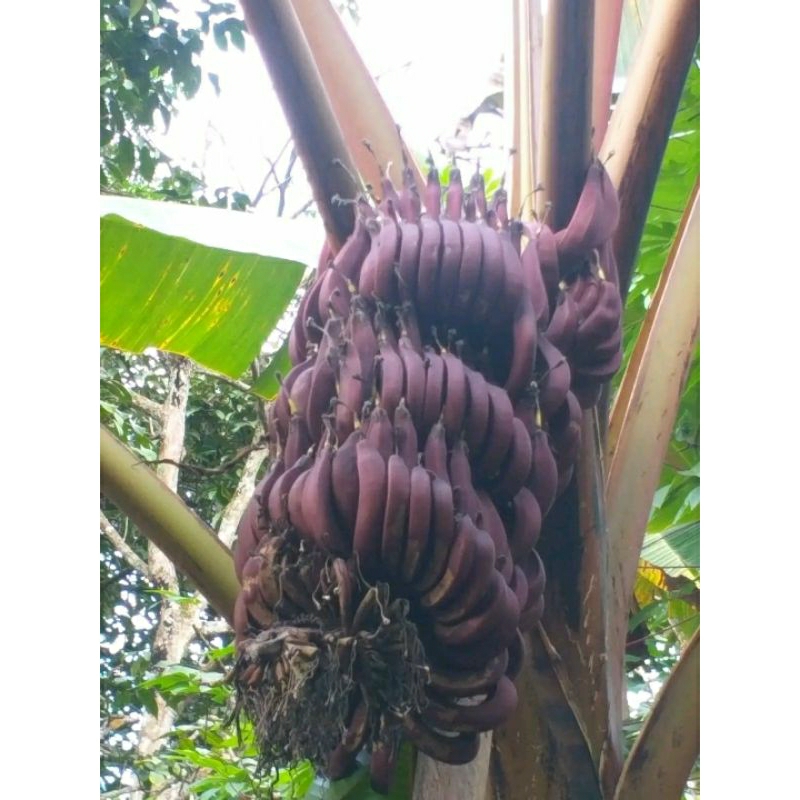 BIBIT PISANG RAJA NANGKA MERAH
