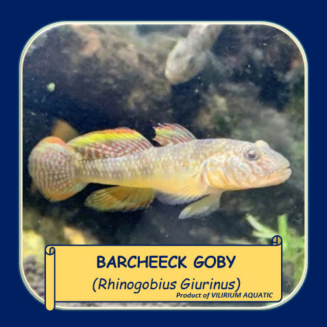 IKAN HIAS AIR TAWAR - BARCHEECK GOBY / RHINOGOBIUS GIURINUS