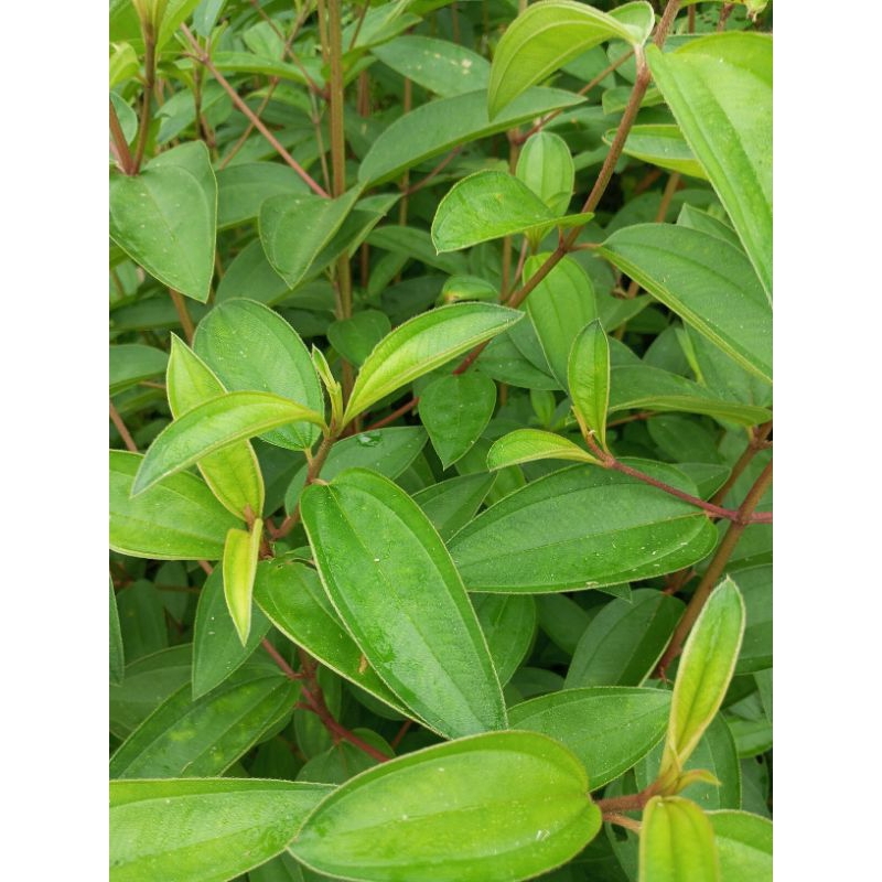 

DAUN HERBAL SENGGANI ATAU HARENDONG SEGAR 500gr