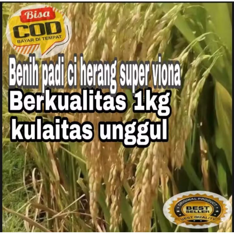 BENIH PADI CIHERANG SUPER VIONA  kualitas unggul