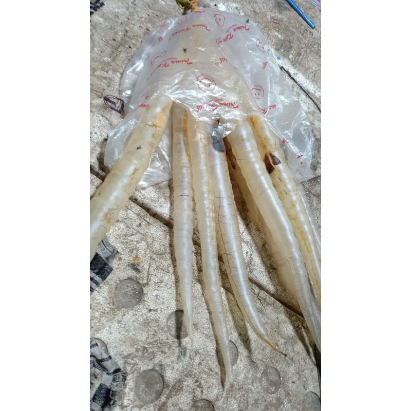

gelembung ikan malong