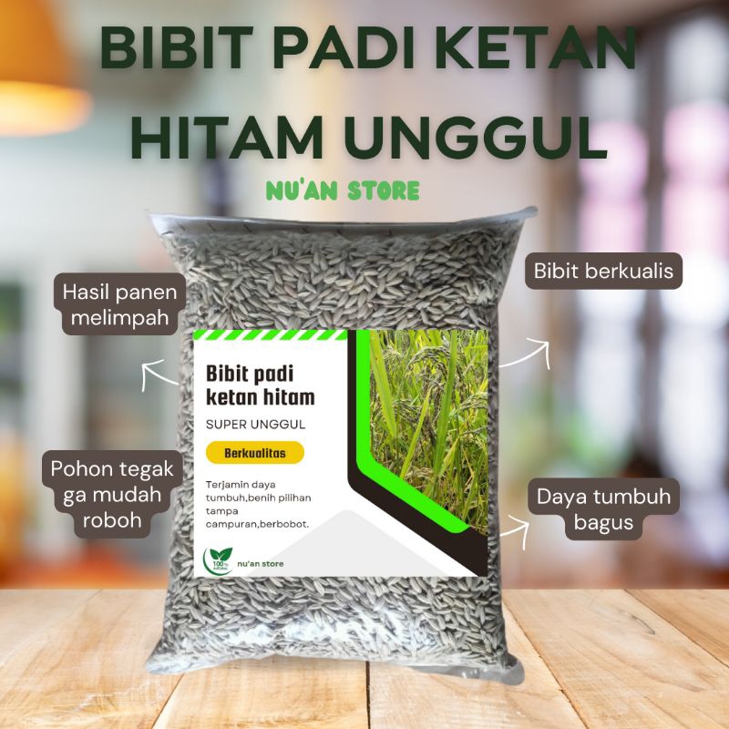 GABAH PADI KETAN HITAM PER 500grm