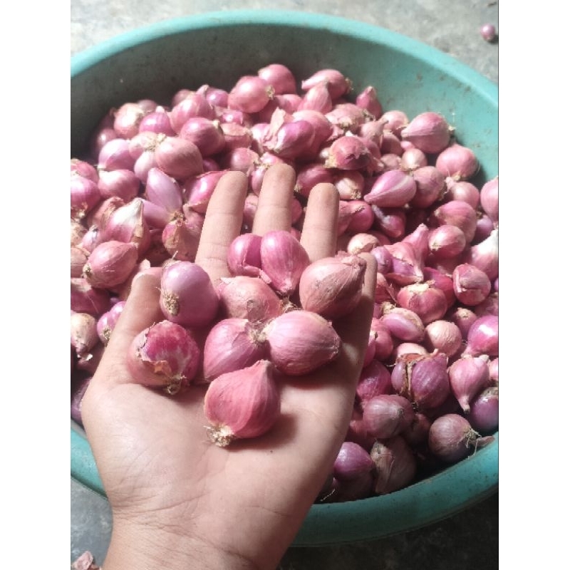 

bawang merah Nganjuk asli ukuran sedang