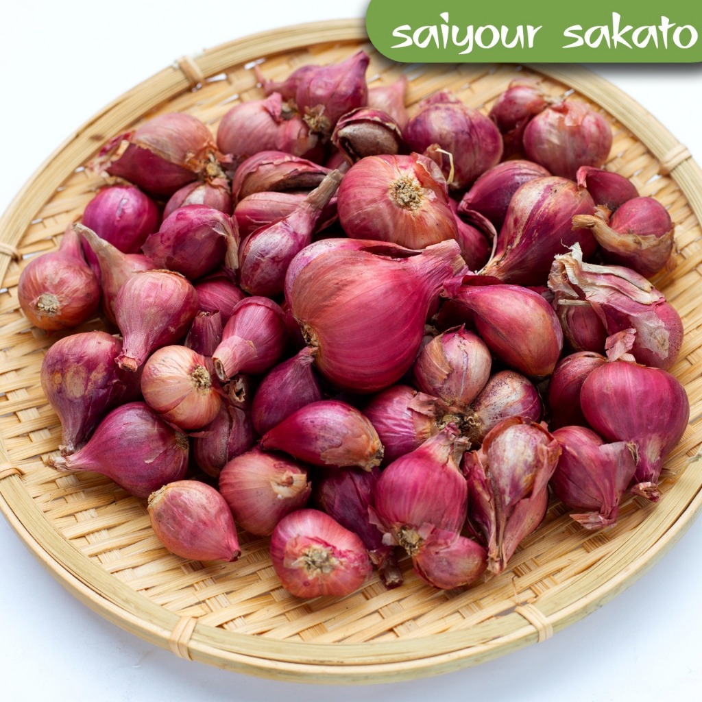 

Bawang Merah Brebes Kering - Saiyour Sakato