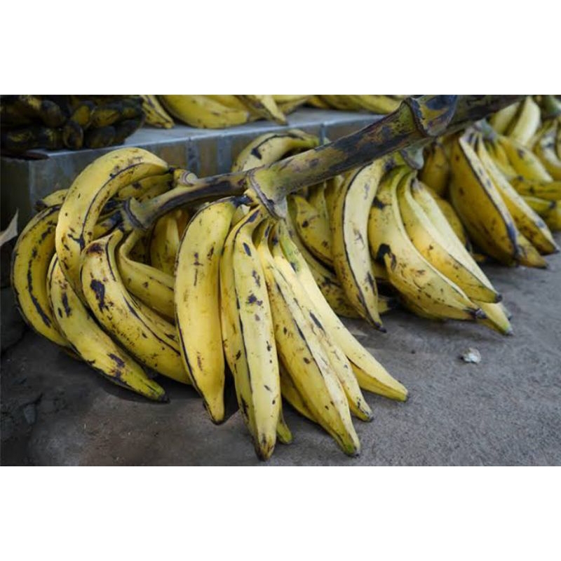 

Buah Pisang Tanduk 1pcs Asli Dari Pohon