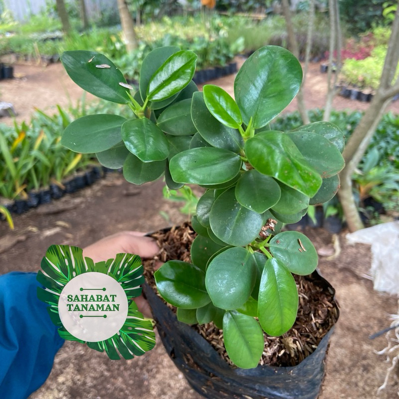 ( BISA COD ) PROMO Tanaman Hias Beringin Korea Bahan Bonsai / Tanaman Hidup Bringin Korea Bonsai Ber