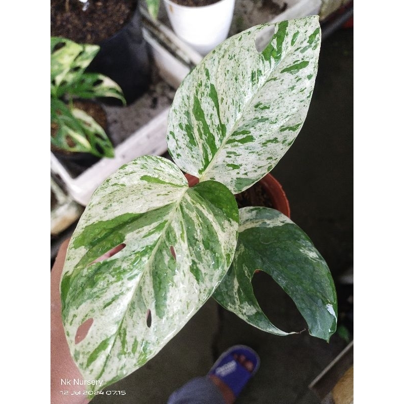 epipremnum marbel varigata