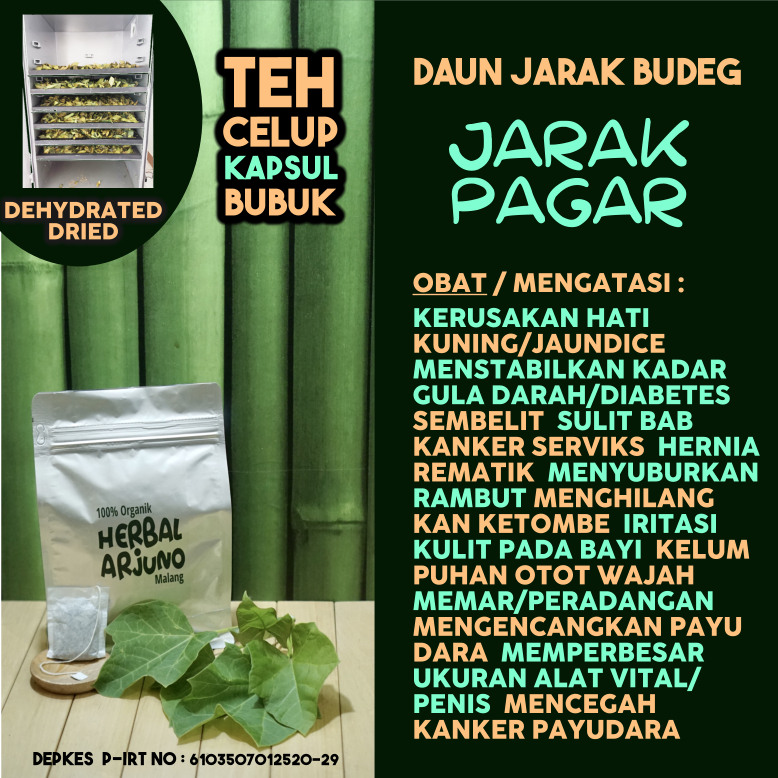 

Dehydrated Dried Teh Celup Kapsul Bubuk Daun Jarak Pagar Obat Kerusakan Hati Kuning Kanker Serviks Memperbesar Alat Vital Pria Mengencangkan Payudara Ketombe Kelumpuhan Otot Wajah Rematik Hernia Diabetes DLL Herbal Alami