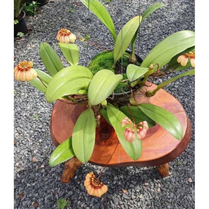 anggrek bulbopyllum aurantum/anggrek lampion/tanaman/bunga