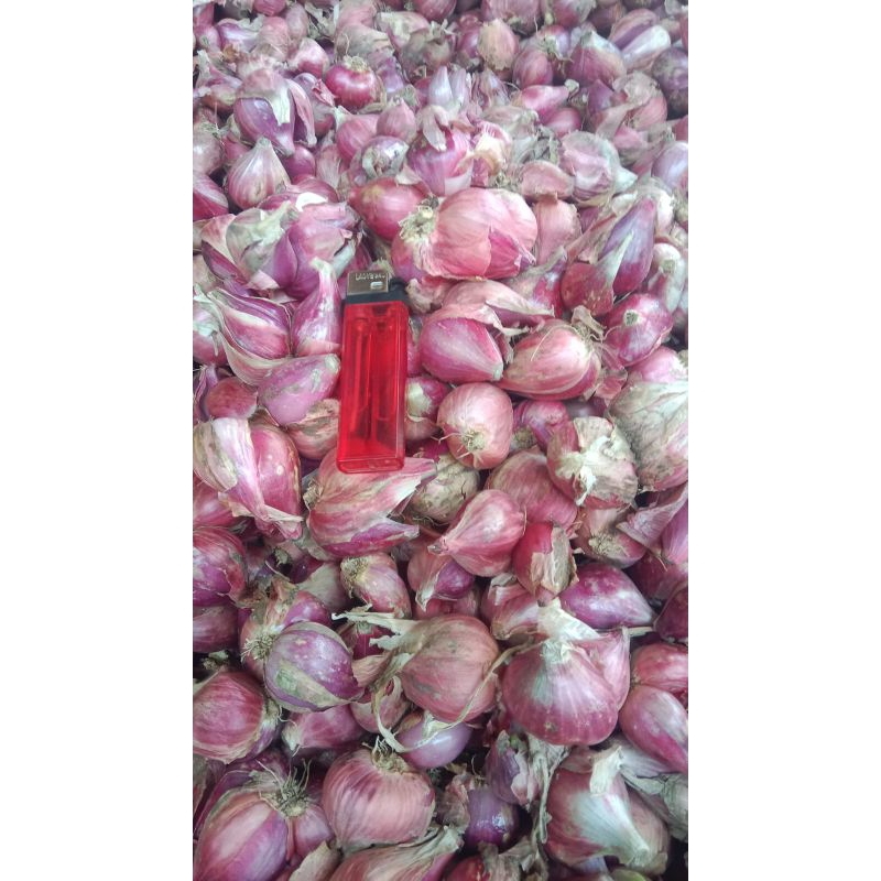 

BAWANG MERAH 500G, 1KG TANGGUNG BESAR RATA