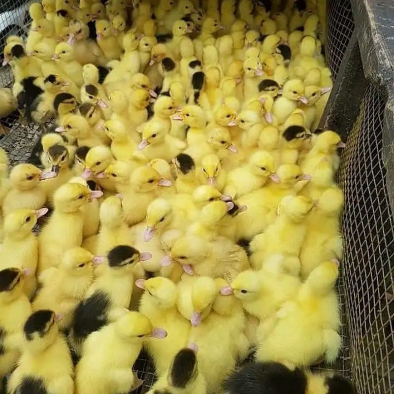 Doe Entog Manila Super (Sudah Vaksin Awal) Beli 10 Gratis Vitachick 1 Pcs.