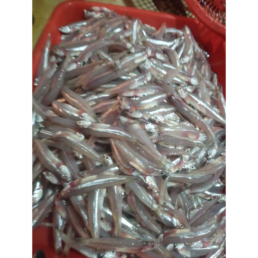 

Ikan Teri Galer Segar