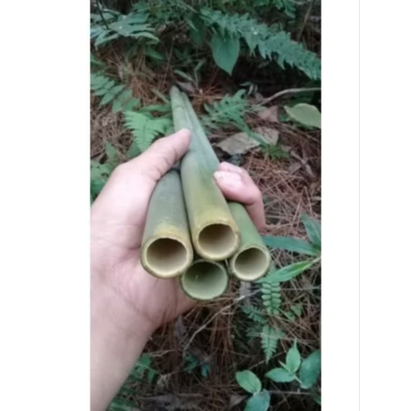bambu tamiang panjang 100cm untuk membuat suling
