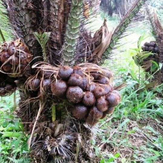 Benih biji salak pondoh /biji