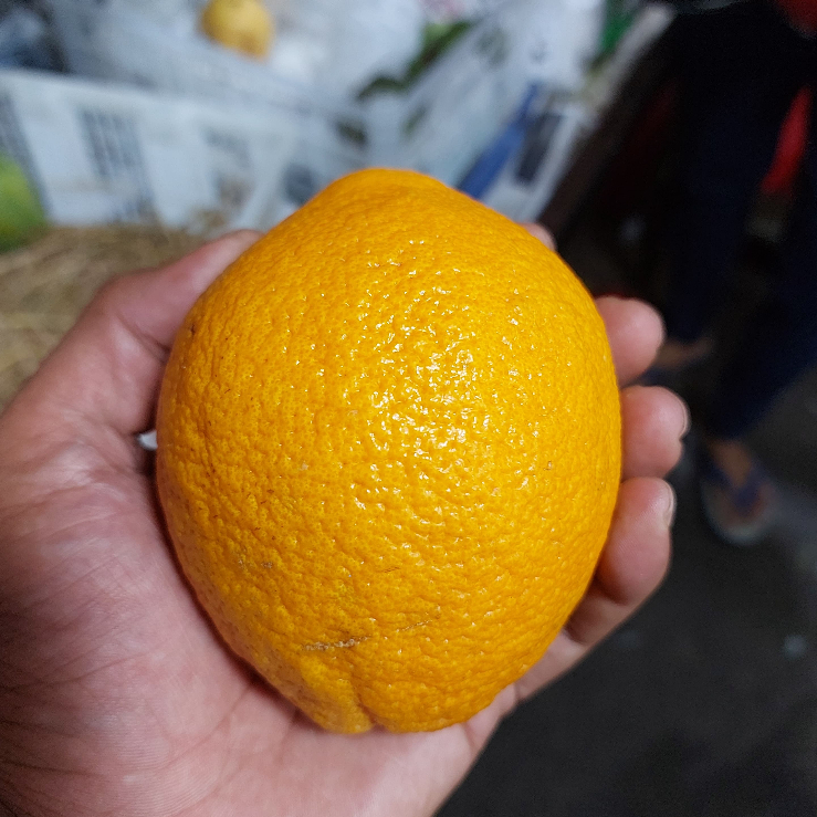 

Jeruk sunkist buah segar bekasi jakarta Timur 1kg