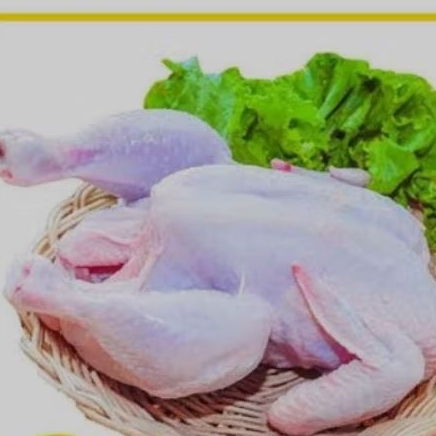 

Ayam utuh segar bukan Frozen food
