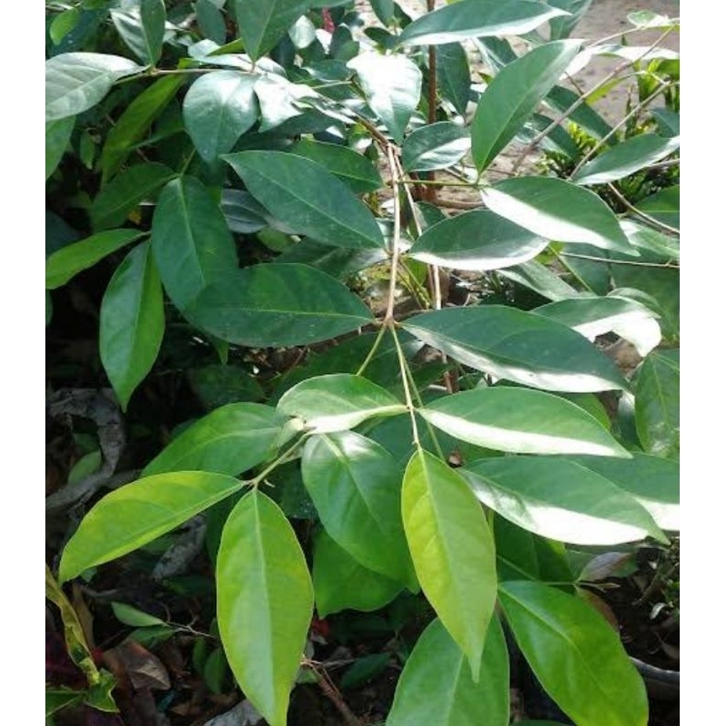 

(10 LEMBAR) DAUN SALAM SEGAR PENYEDAP MASAKAN DAUN SALAM REMPAH MASAKAN TRADISIONAL DAUN SALAM