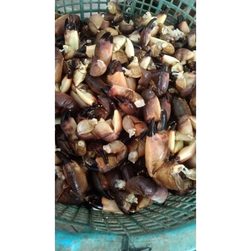 

capit kepiting batu