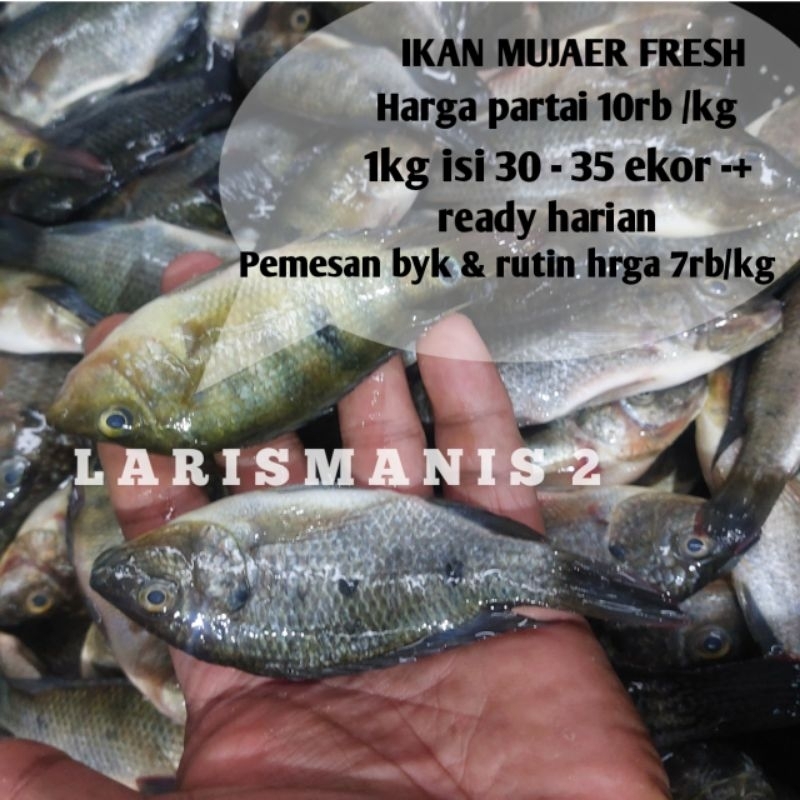 

ikan mujaer 1000gram