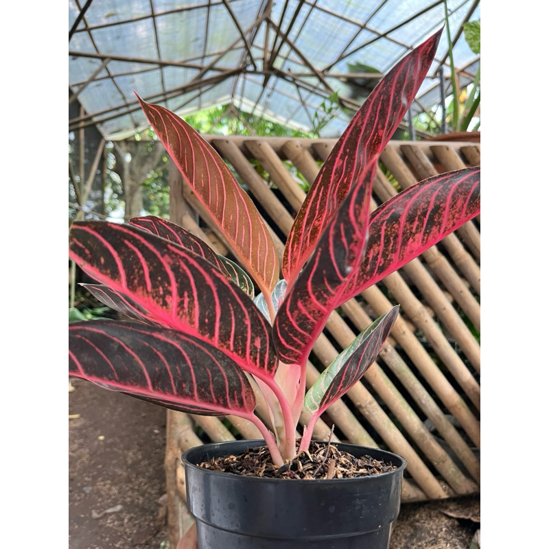 agalonema pride of sumatra super red