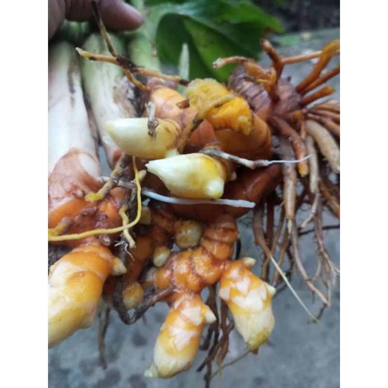 

HERBAL TERMURAH TEMULAWAK SEGAR BERSIH TANPA AKAR 1000gr dan 500gr