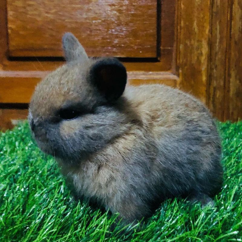 Kelinci Netherland Dwarf