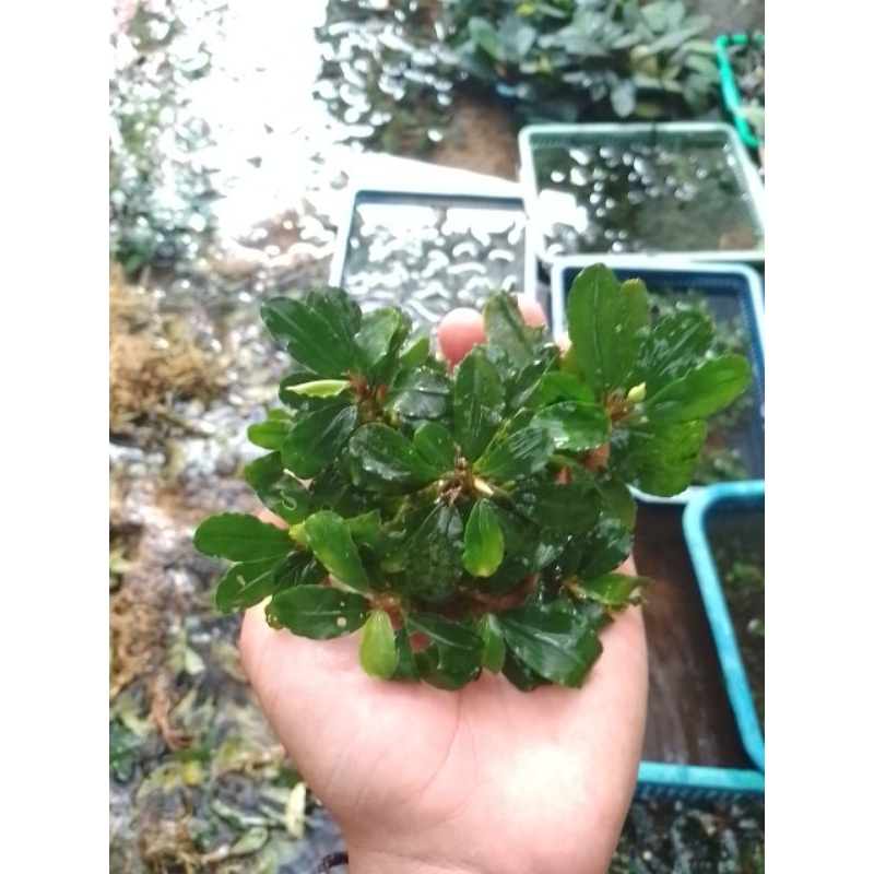 bucephalandra mini clump per keranjang
