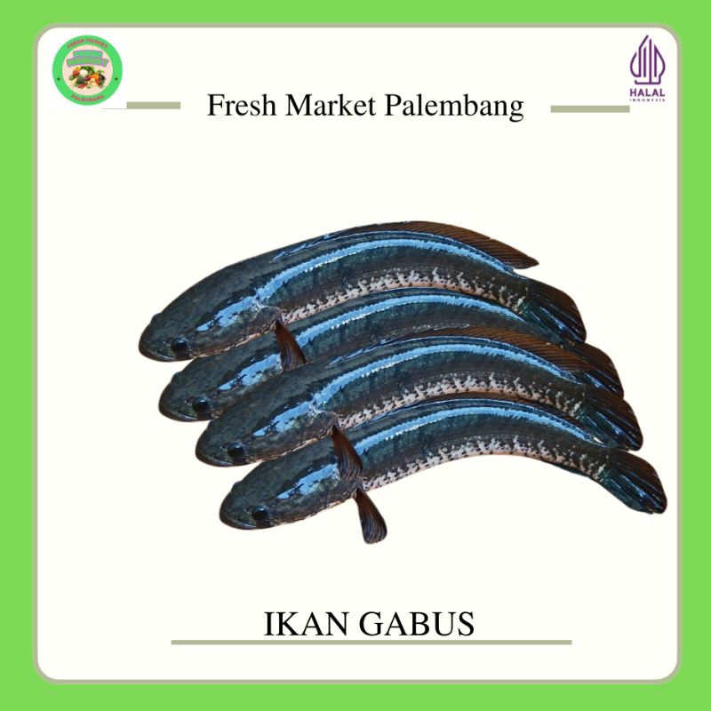 

Ikan Gabus " Fresh Market Palembang-