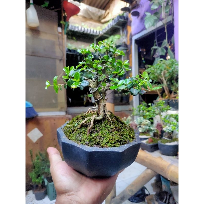 bonsai mame bonsai shito mirten duri sudah jadi tinggal pajang di sertakan pot
