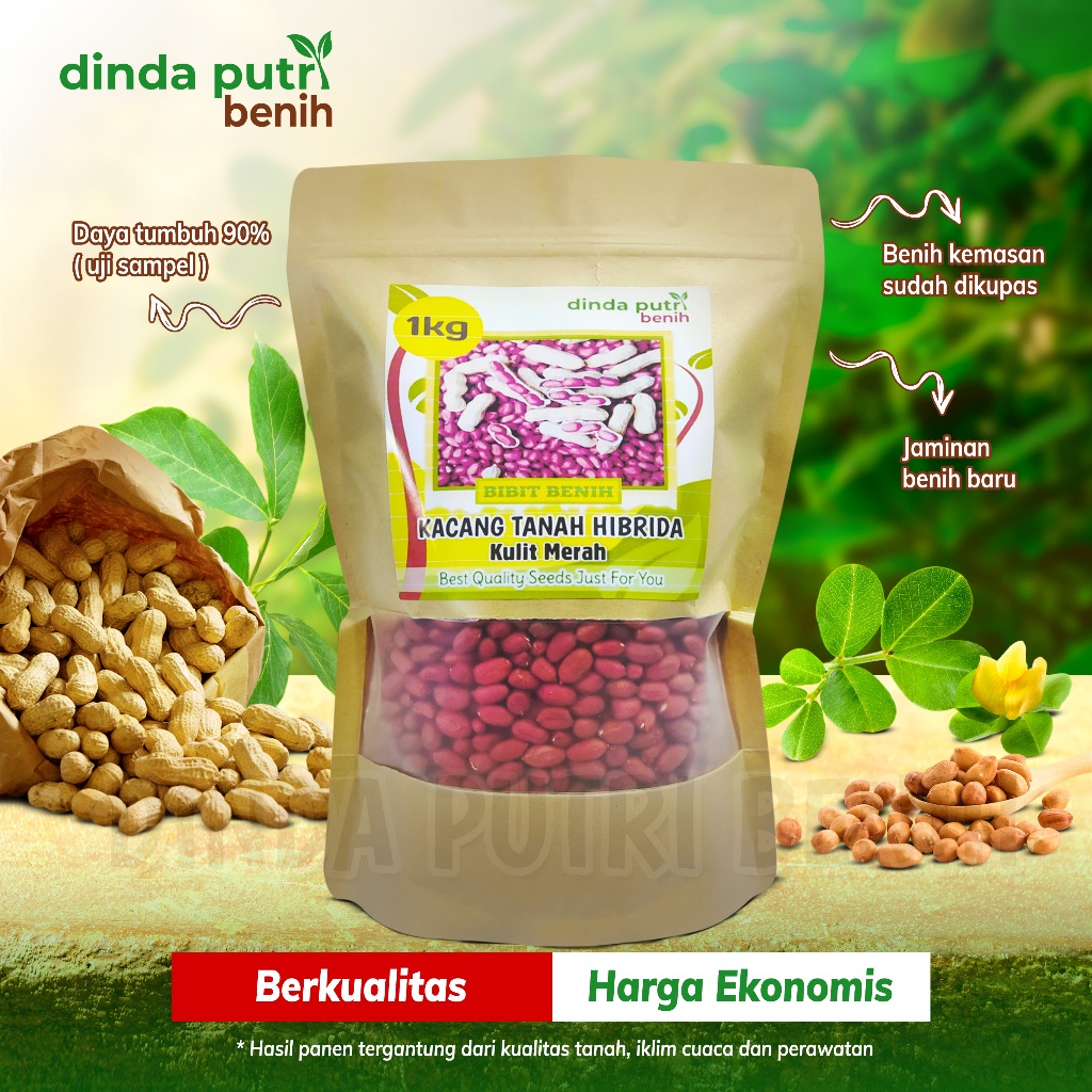 Benih Kacang Tanah Hibrida Kulit Merah Super Jumbo Isi 1kg/Benih Super Unggulan