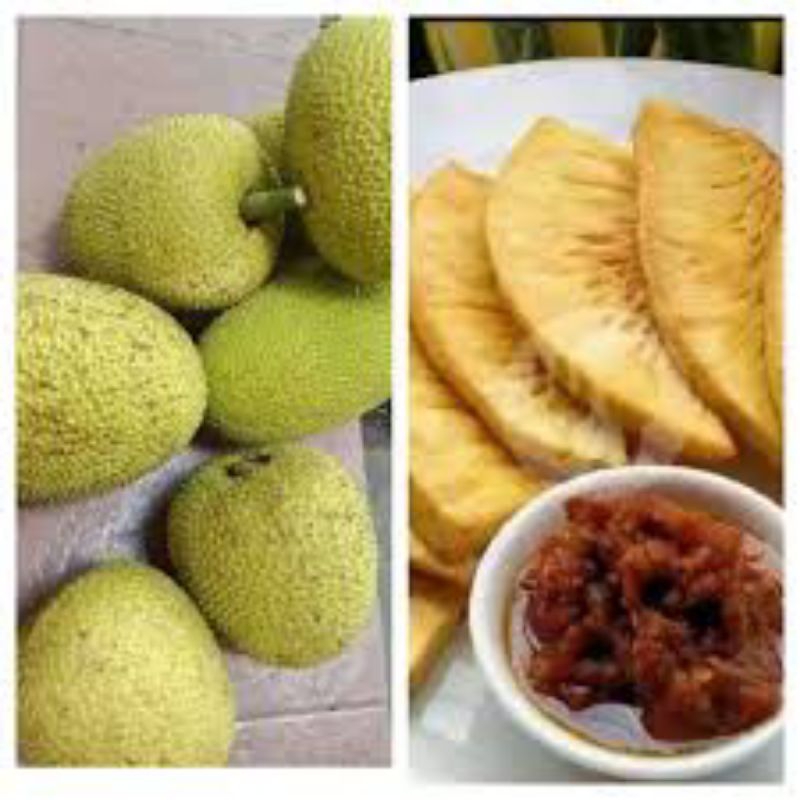 

buah sukun/klui segar 1 psc